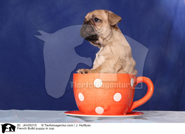 French Bulldog Welpe in Tasse / French Bulld puppy in cup / JH-05210