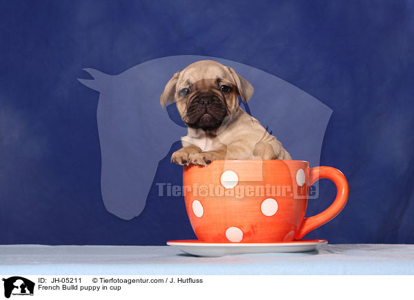 French Bulldog Welpe in Tasse / French Bulld puppy in cup / JH-05211