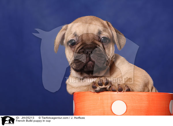 French Bulldog Welpe in Tasse / French Bulld puppy in cup / JH-05213
