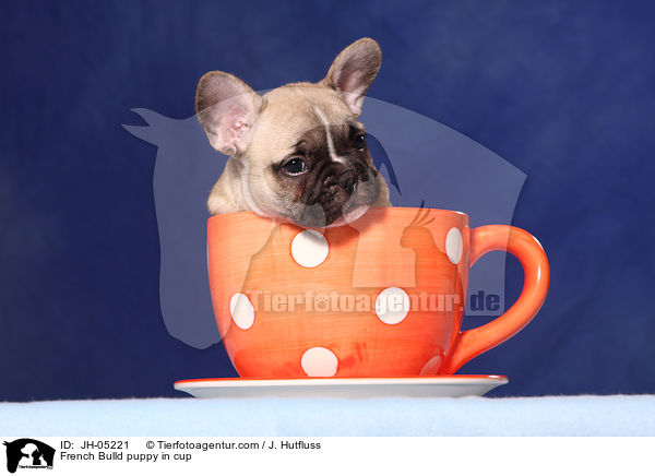 French Bulldog Welpe in Tasse / French Bulld puppy in cup / JH-05221