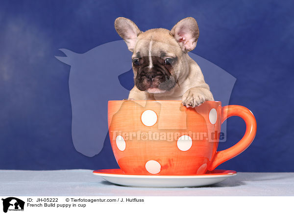 French Bulldog Welpe in Tasse / French Bulld puppy in cup / JH-05222