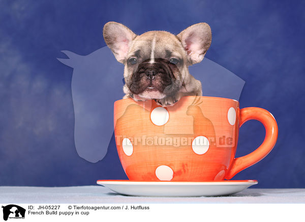 French Bulldog Welpe in Tasse / French Bulld puppy in cup / JH-05227