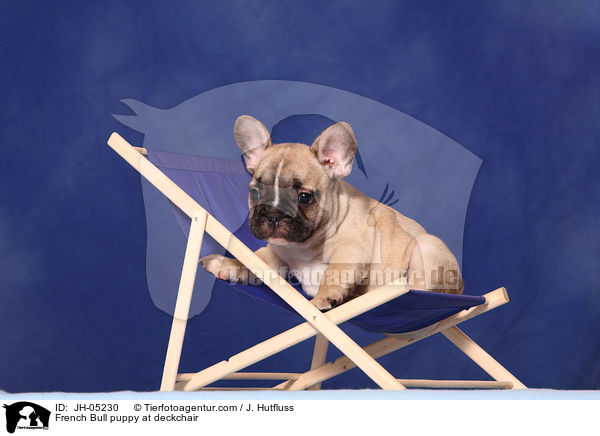 French Bulldog Welpe auf Liegestuhl / French Bull puppy at deckchair / JH-05230