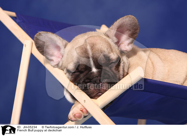 French Bulldog Welpe auf Liegestuhl / French Bull puppy at deckchair / JH-05234