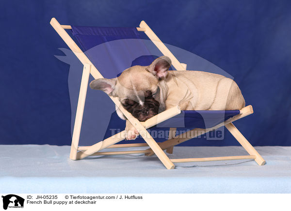 French Bulldog Welpe auf Liegestuhl / French Bull puppy at deckchair / JH-05235