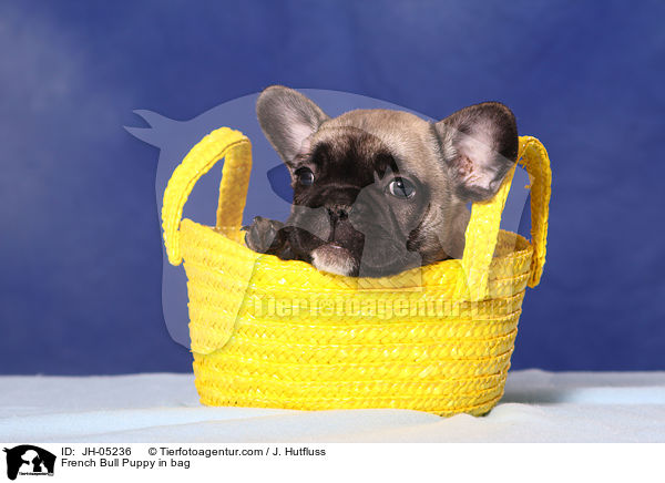 French Bulldog Welpe in Tasche / French Bull Puppy in bag / JH-05236