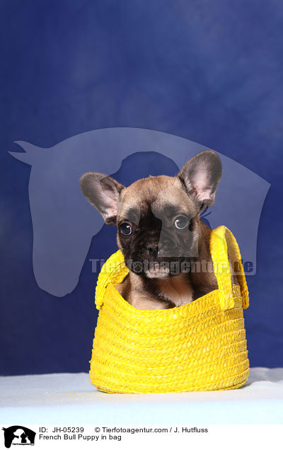 French Bulldog Welpe in Tasche / French Bull Puppy in bag / JH-05239