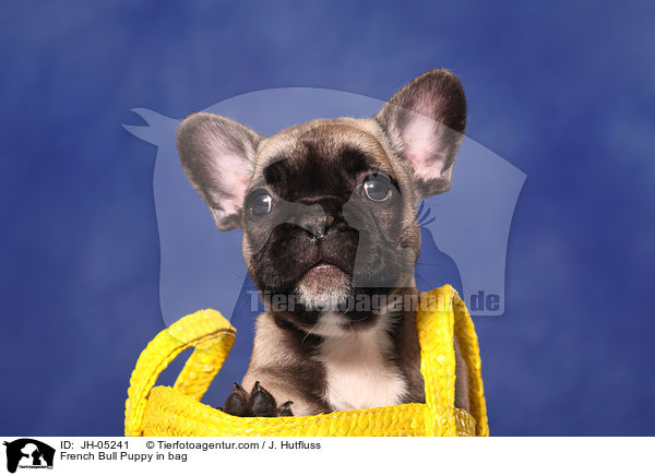 French Bulldog Welpe in Tasche / French Bull Puppy in bag / JH-05241