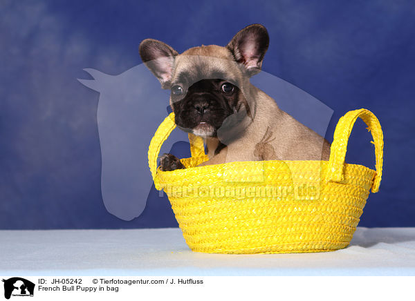 French Bulldog Welpe in Tasche / French Bull Puppy in bag / JH-05242