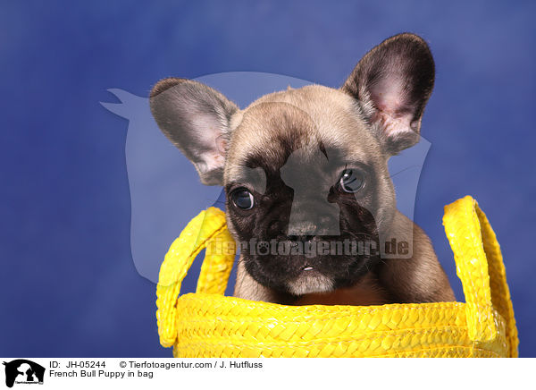 French Bulldog Welpe in Tasche / French Bull Puppy in bag / JH-05244