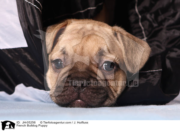 Franzsische Bulldogge Welpe / French Bulldog Puppy / JH-05256