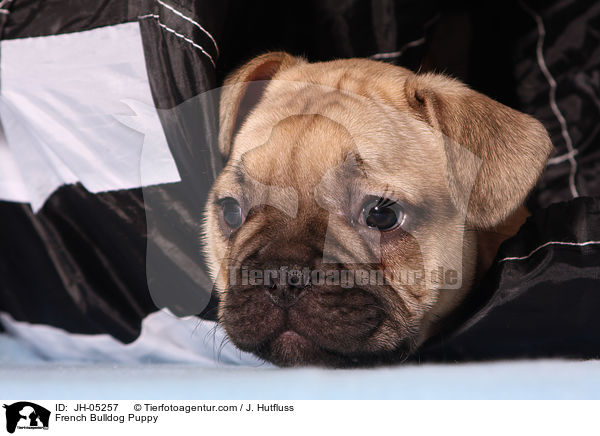 Franzsische Bulldogge Welpe / French Bulldog Puppy / JH-05257