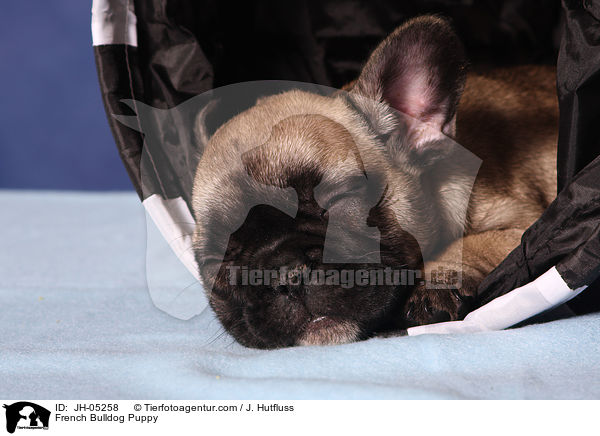 Franzsische Bulldogge Welpe / French Bulldog Puppy / JH-05258