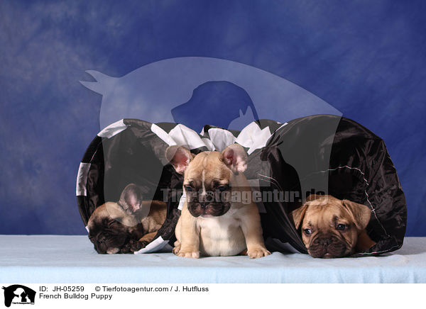 Franzsische Bulldogge Welpe / French Bulldog Puppy / JH-05259