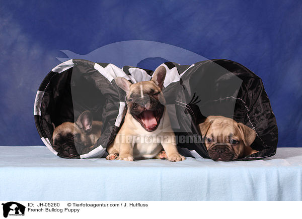 Franzsische Bulldogge Welpe / French Bulldog Puppy / JH-05260