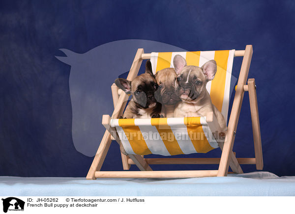 French Bulldog Welpe auf Liegestuhl / French Bull puppy at deckchair / JH-05262