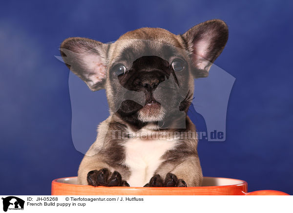 French Bulldog Welpe in Tasse / French Bulld puppy in cup / JH-05268