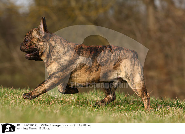 rennende Franzsische Bulldogge / running French Bulldog / JH-05617