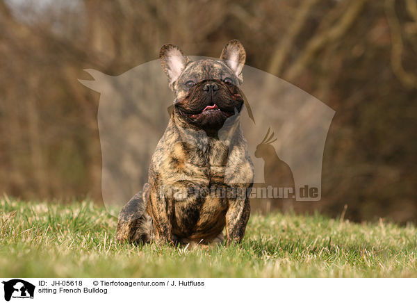 sitzende Franzsische Bulldogge / sitting French Bulldog / JH-05618