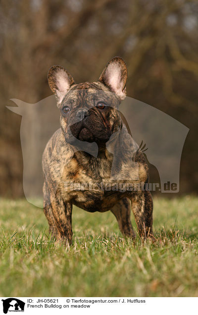 Franzsische Bulldogge auf Wiese / French Bulldog on meadow / JH-05621