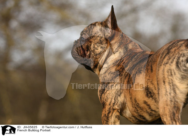 Franzsische Bulldogge Portrait / French Bulldog Portrait / JH-05625