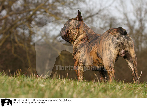 Franzsische Bulldogge auf Wiese / French Bulldog on meadow / JH-05626