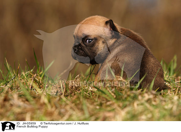 Franzsische Bulldogge Welpe / French Bulldog Puppy / JH-05959