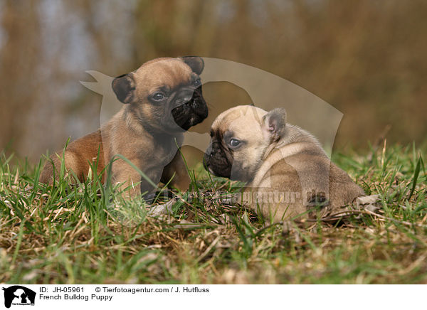 Franzsische Bulldogge Welpe / French Bulldog Puppy / JH-05961