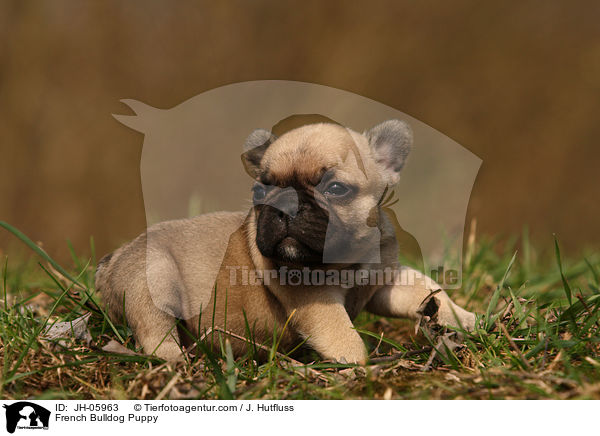 Franzsische Bulldogge Welpe / French Bulldog Puppy / JH-05963