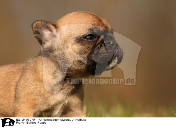 Franzsische Bulldogge Welpe / French Bulldog Puppy / JH-05970