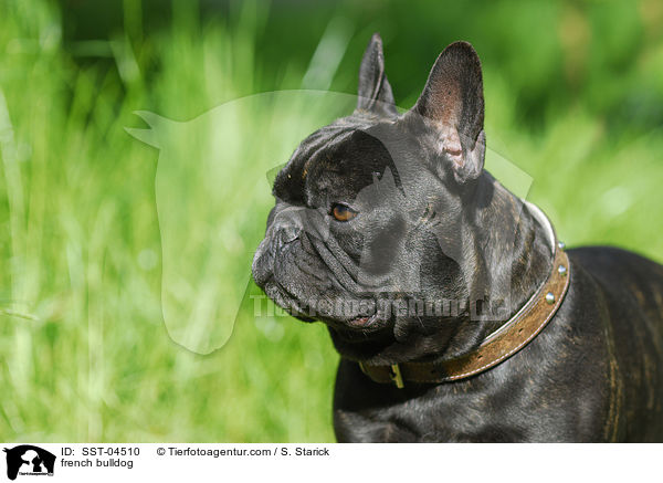 Franzsische Bulldogge / french bulldog / SST-04510