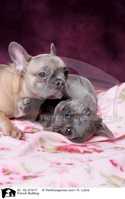 Franzsische Bulldogge / French Bulldog / KL-01017