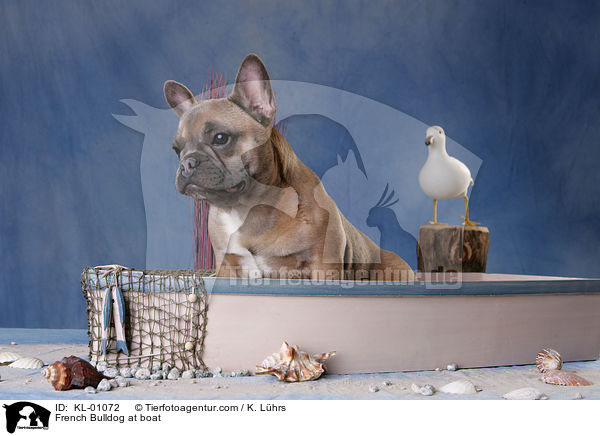 Franzsische Bulldogge im Boot / French Bulldog at boat / KL-01072