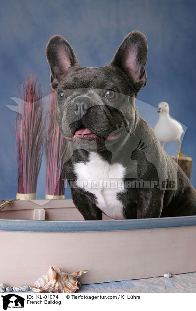 Franzsische Bulldogge / French Bulldog / KL-01074