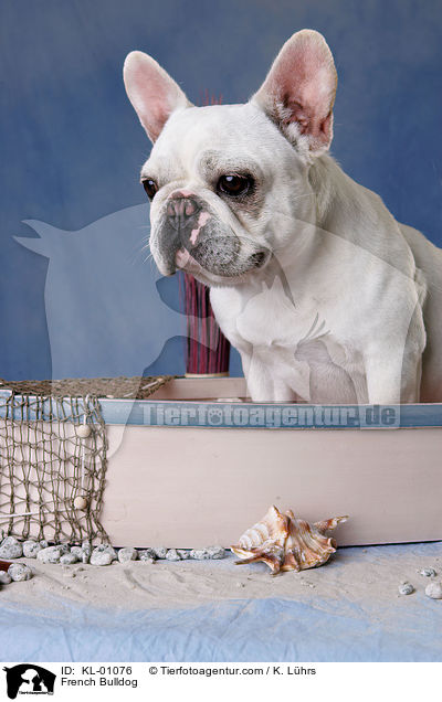 Franzsische Bulldogge / French Bulldog / KL-01076