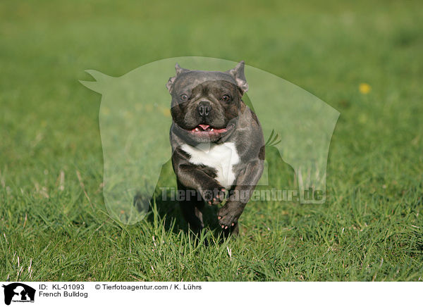 Franzsische Bulldogge / French Bulldog / KL-01093