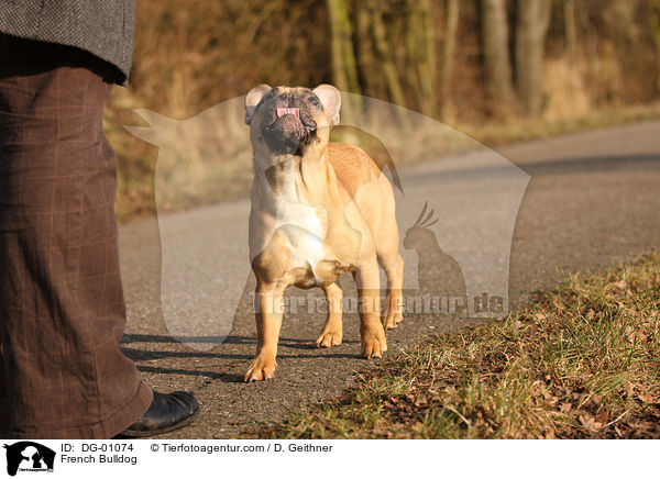 Franzsische Bulldogge / French Bulldog / DG-01074