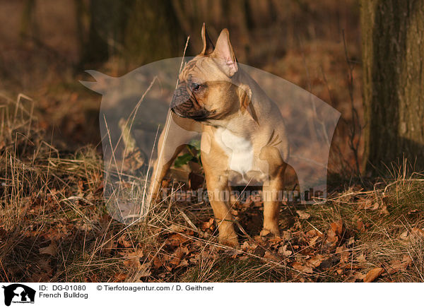 Franzsische Bulldogge / French Bulldog / DG-01080