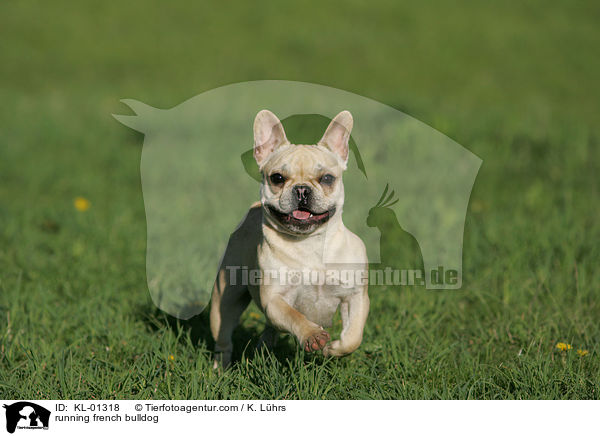 rennende Franzsische Bulldogge / running french bulldog / KL-01318