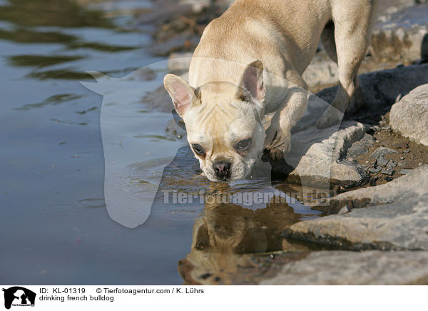 trinkende Franzsische Bulldogge / drinking french bulldog / KL-01319