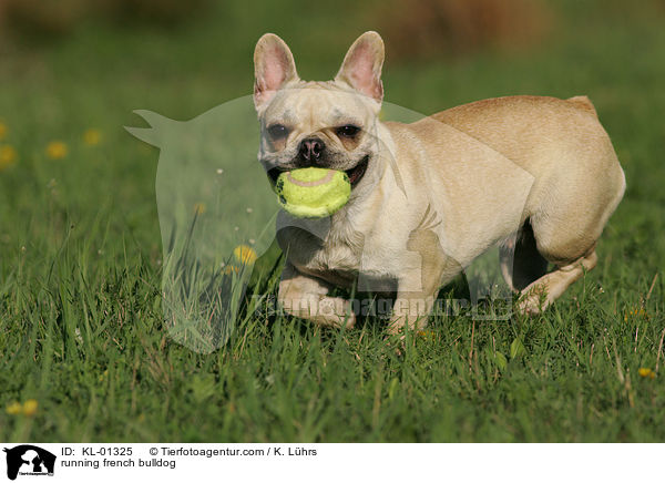 rennende Franzsische Bulldogge / running french bulldog / KL-01325