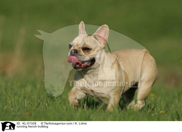 rennende Franzsische Bulldogge / running french bulldog / KL-01328