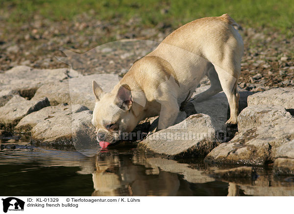 trinkende Franzsische Bulldogge / drinking french bulldog / KL-01329