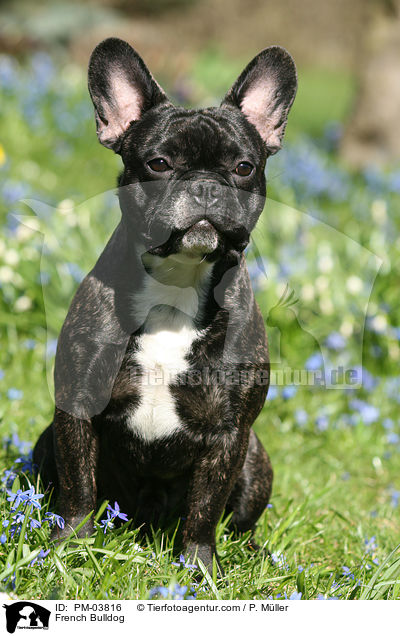 Franzsische Bulldogge / French Bulldog / PM-03816