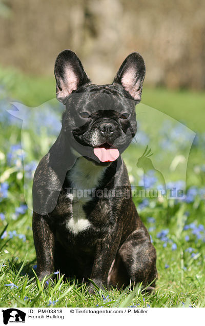 Franzsische Bulldogge / French Bulldog / PM-03818