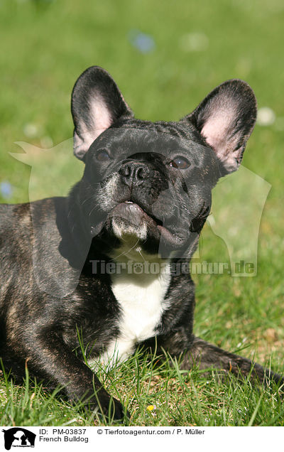 Franzsische Bulldogge / French Bulldog / PM-03837