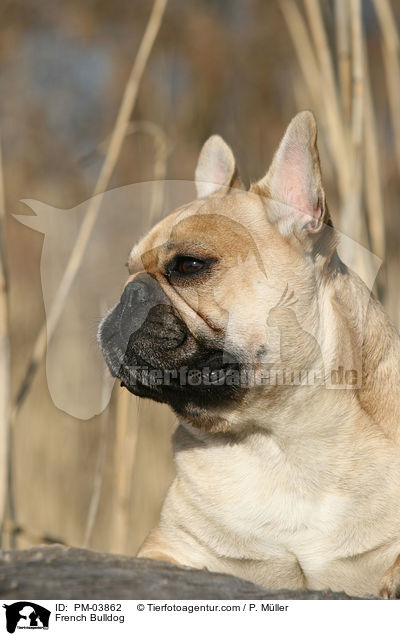 Franzsische Bulldogge / French Bulldog / PM-03862