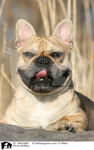 Franzsische Bulldogge / French Bulldog / PM-03865