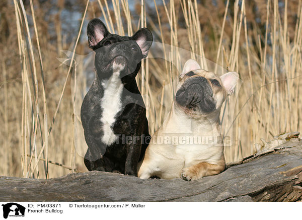 Franzsische Bulldogge / French Bulldog / PM-03871