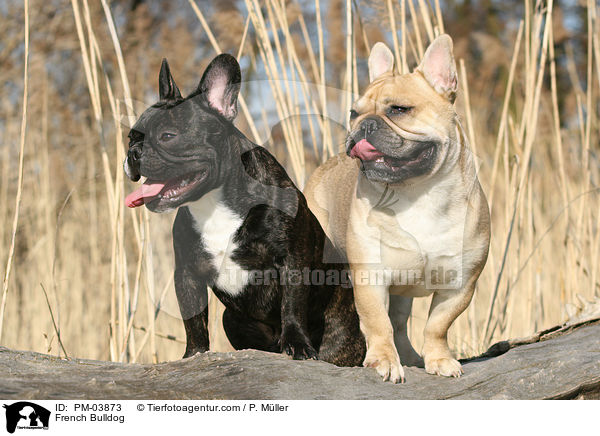 Franzsische Bulldogge / French Bulldog / PM-03873